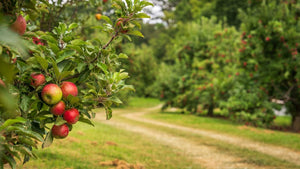 The Power of Sustainability: Why We Focus on Eco-Friendly Practices