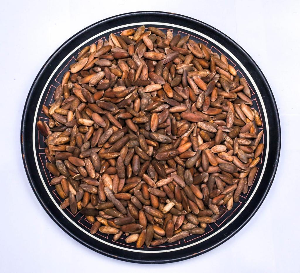 Pine Nuts (Chilghoza)