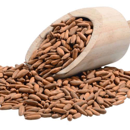 Pine Nuts/Chilgoza